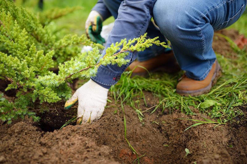 Apple Tree Planting in Ventura County, CA
