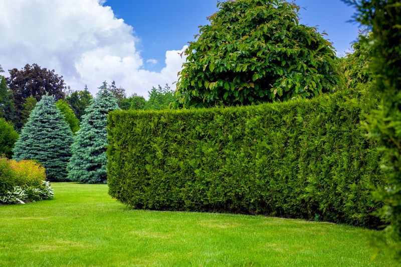 Privacy Hedge Planting in Honolulu, HI